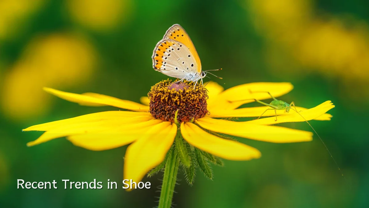 Recent Trends in Shoe