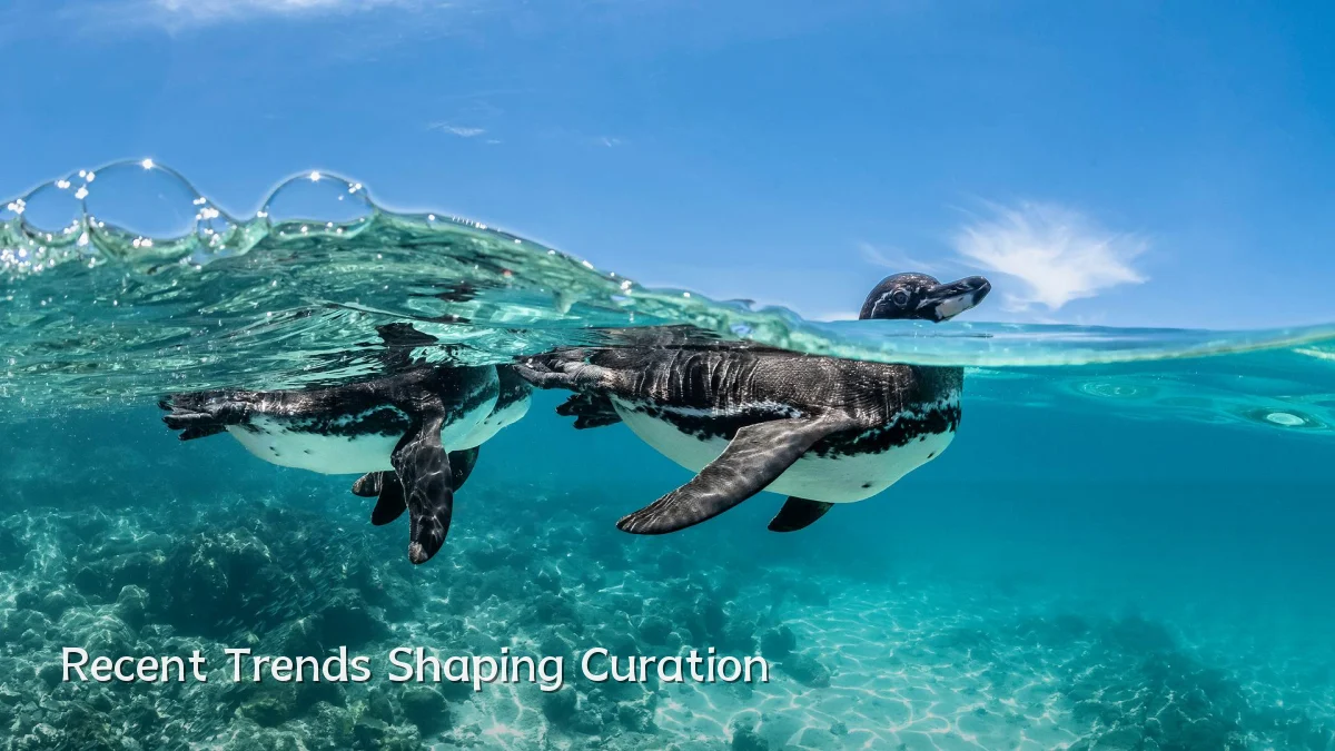 Recent Trends Shaping Curation