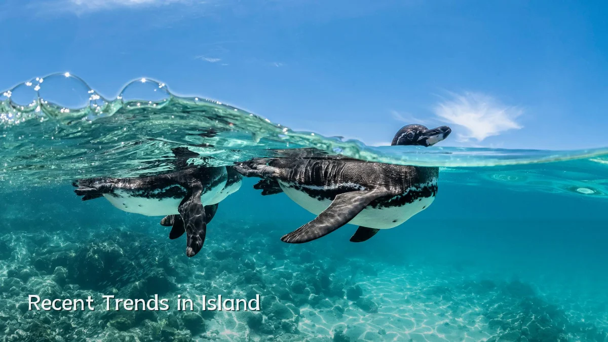 Recent Trends in Island