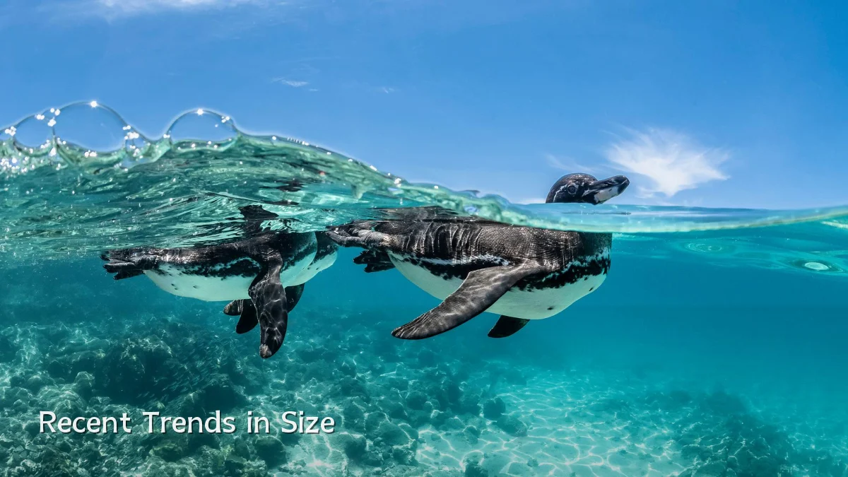 Recent Trends in Size