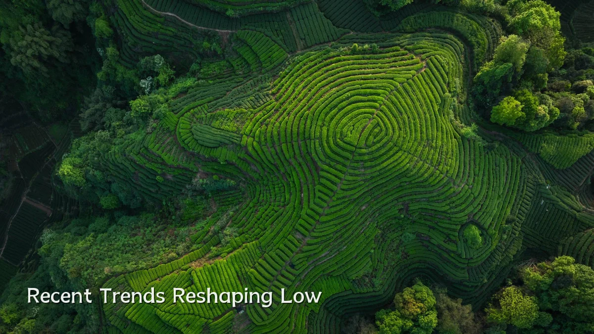Recent Trends Reshaping Low